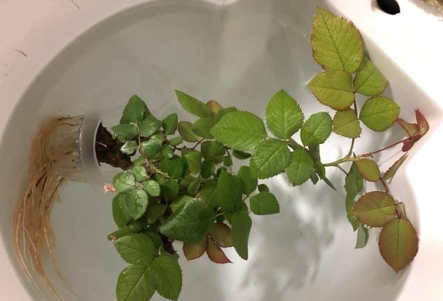  水培：水培月季能开花吗？我想说的是，能，但是水培月季有缺点