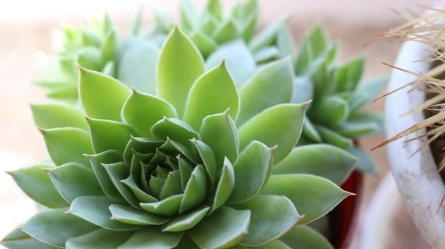  「快速」多肉植物服盆有2个“特点”，发现马上改变养护，快速长大长肥