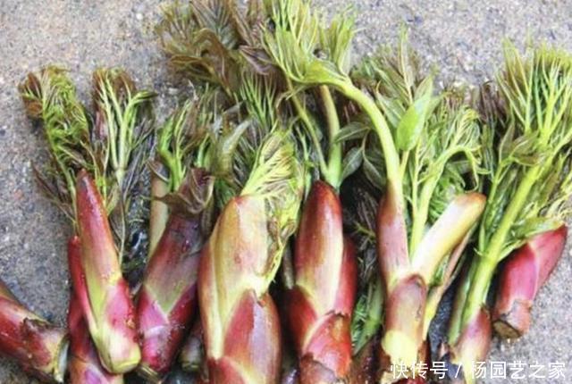 会长得很:山上,有1种“刺老芽”好看,挖来种植,70天后变成“盆景”,美