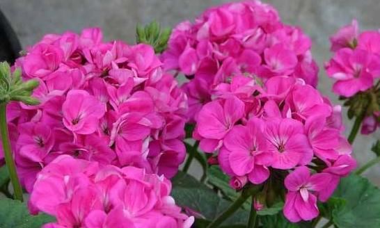  漂亮■这4种“耐旱”花，漂亮又好养，30天不浇水也疯长，新手阳台首选