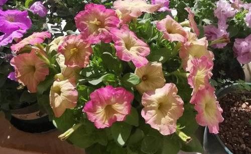  #种植#阳台种盆矮牵牛，易种植花色多，开成“花瀑布”，吊在空中非常美