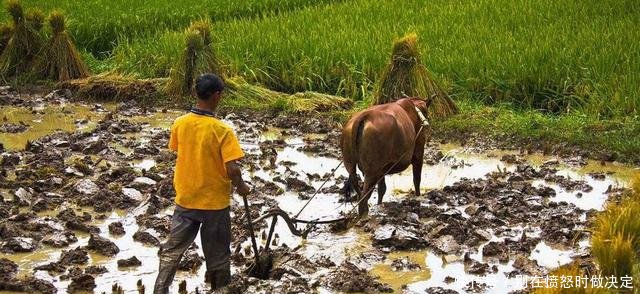 农村愈演愈烈的四大“怪风”，让农民很头疼，国家也该出手整治了