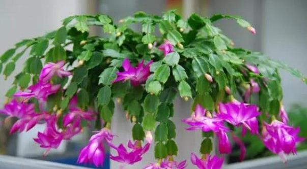 『烂根』夏天养花要注意,这些花不能多浇水,要么烂根黑腐只剩盆!