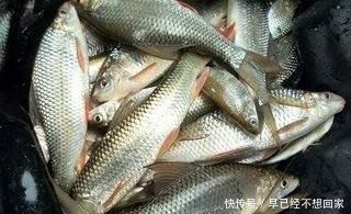 『调整』垂钓土鲮鱼,遇吃口轻,试着这样调整,让你有意想不到的惊喜