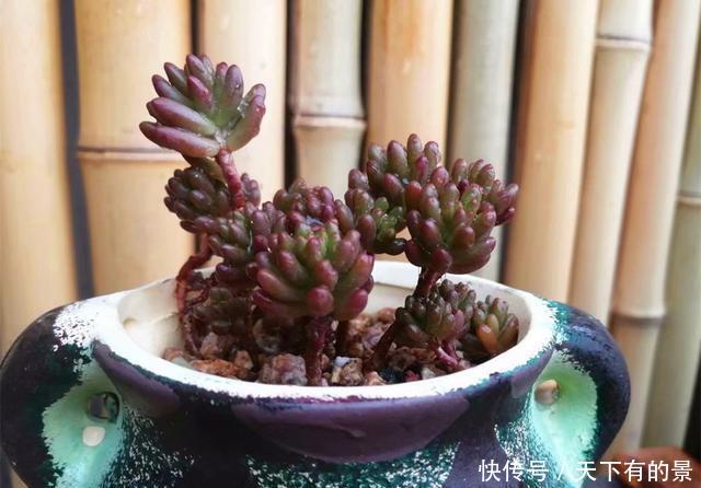  #地区的肉友#进入雨季，4种方法防止多肉病菌感染，让你的肉肉顺利度过夏天