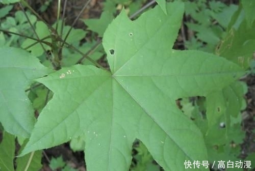  『刺楸』山谷下有“1种树”，被称为“刺楸”，茎干上长满“刺”，却珍贵