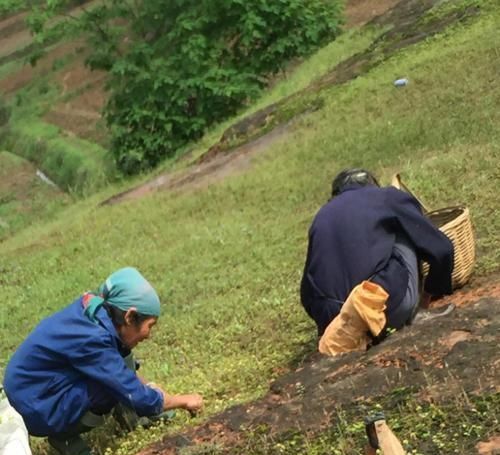  木耳■一场大雨后满地都是，农村大妈一袋一袋捡，乐坏了