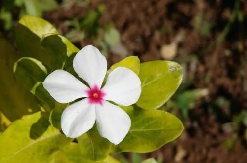 『长春花』长春花保持全年有花朵观赏的几个技巧,你都掌握了没