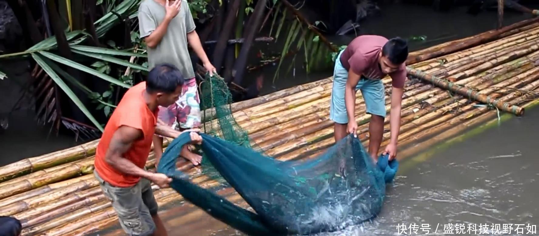 别人家的鱼塘收获 罗非鱼黑鱼不算少, 大虾长达二十厘米