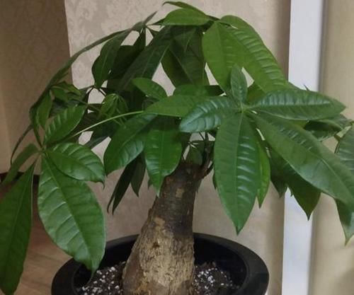  养护@要让“发财树”生长快，得靠“3招”，学一下，叶片油绿又好看！