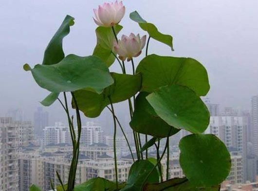 『越多越好』最不怕淋雨的三种花,淋的雨越多越好,能让枝叶疯长,花朵旺盛