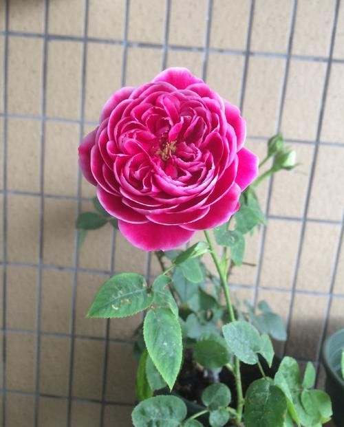 「花园」养花不如养这几款花,花朵稠密,一言不合就爆盆,阳台变浪漫花园