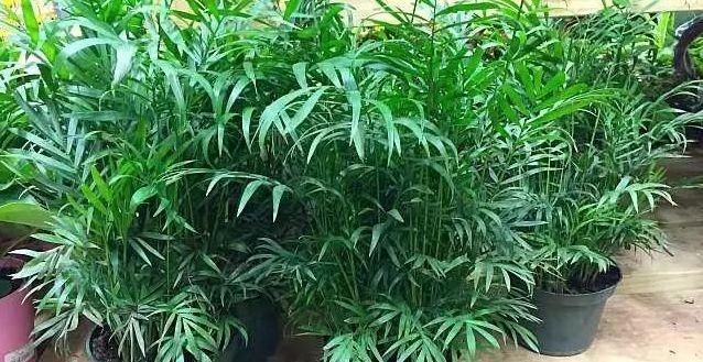  「没想到」棕榈在南方非多，棕榈能产出棕榈油，没想到棕榈花还能做成美食