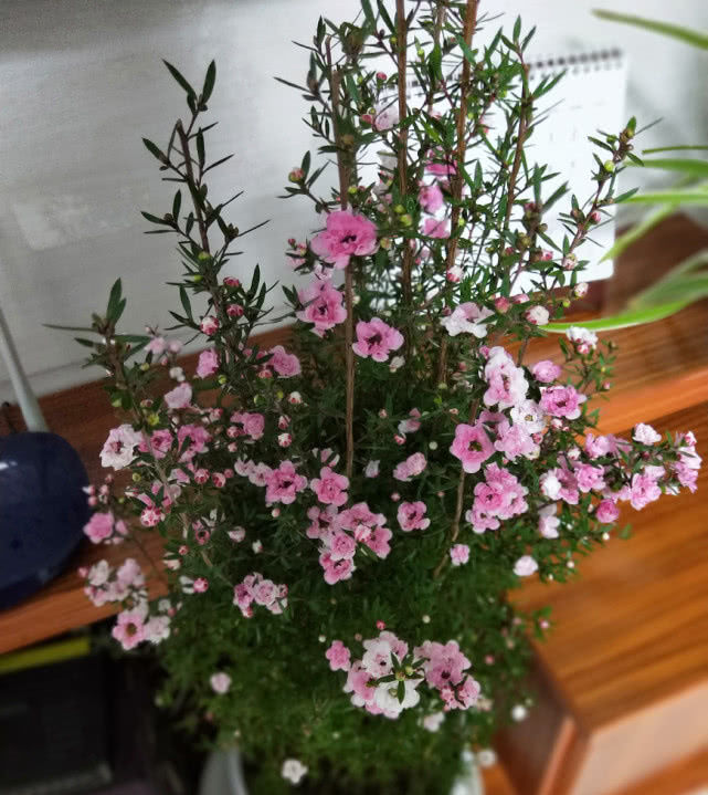  「值得」新型花卉一树能开多色花，花期长达半年，值得收入你家“小花园”！