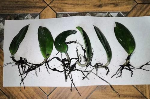  「蟹爪兰」养花也能很省钱，5种花揪叶子，插土里1盆生10盆！