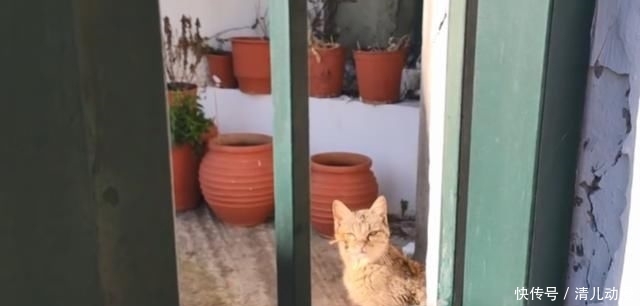 奶奶:瘦弱老猫流浪多年,因一碗剩饭而“隐居”村庄,每天凌晨叫醒奶奶