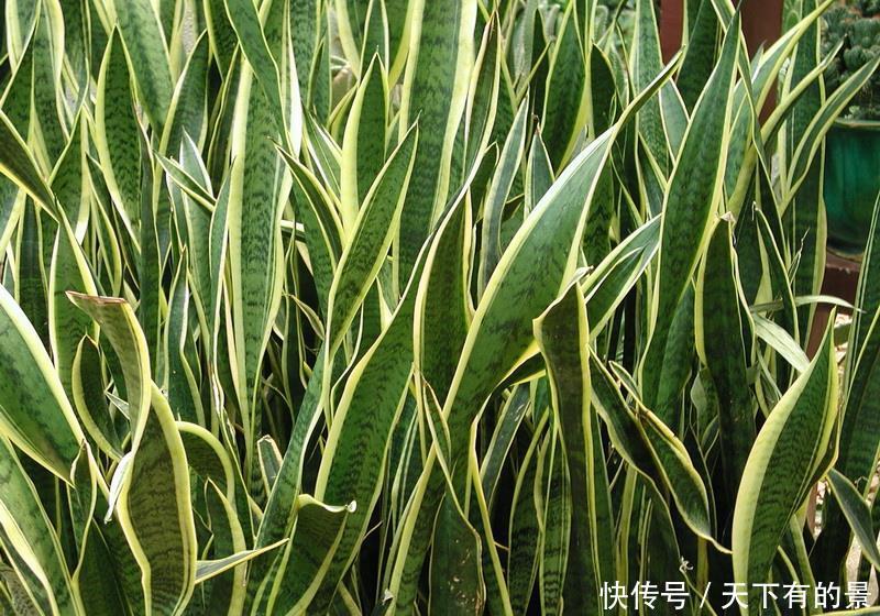  「容错过」喜欢室内养护花卉，以下3种绿植不容错过，长势茂盛，叶片翠绿