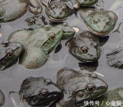 农民兄弟注意了: 在农村的这8种养殖骗局, 又活跃了起来 , 已有不