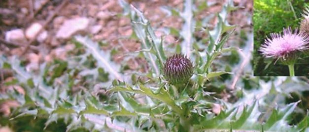 农村地上的“刺草”,农民对其没有好感,可如今却能卖10元一斤！