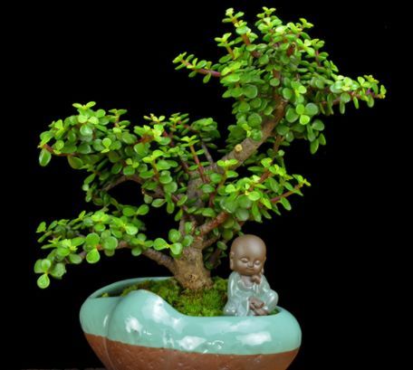  『洗脑』喜欢养花，家里养这些植物，好看洗脑还提神，好闻花还香