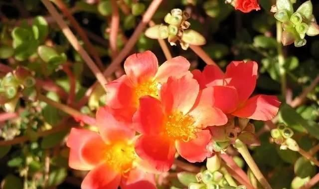 『它就能』8种非常好养的花,“扔土里”都能活,花色绚丽多彩颜值高,值得拥有!