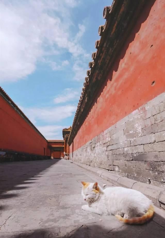 一年 30 多趟故宫，只为拍摄超赞「故宫猫咪图籍」！