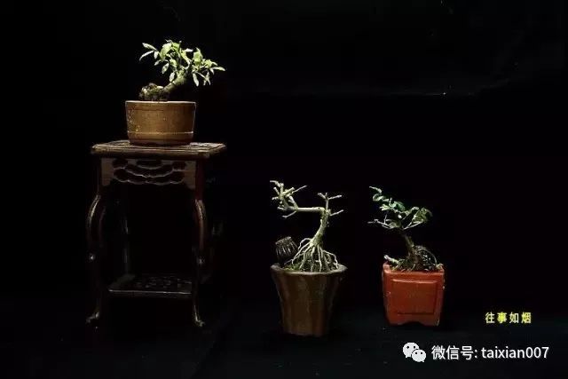 微盆景:把玩古朴的雅趣