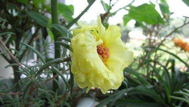  [漂亮]这花漂亮好养耐热，不用播种不用苗，掐几个枝条，随便就能种多盆
