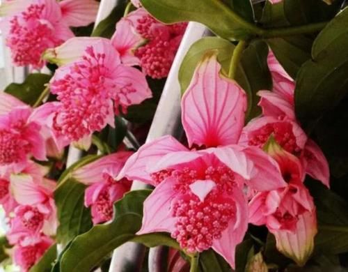 【春天】春天已到,这几款花卉养在家里,一年都繁花似锦,看一眼就心醉