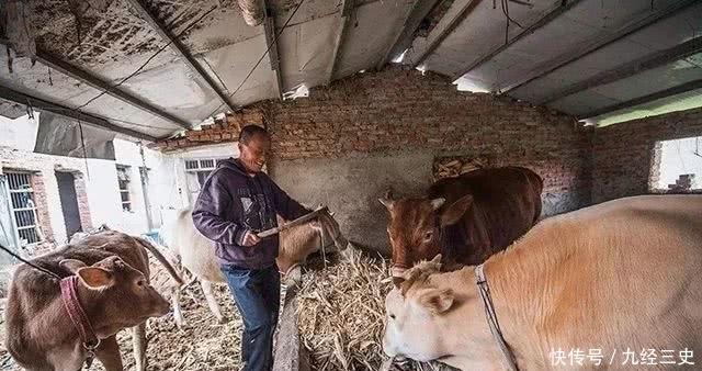  小牛犊■一个农村农民，生态养牛20头，能不能赚钱呢？每年赚多