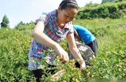 农民种植这种野果，20元一斤，亩赚2万多元