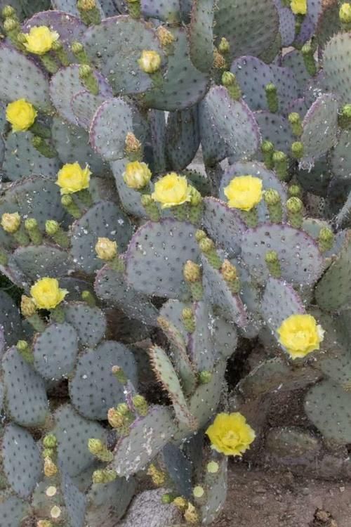  『维他命』来自沙漠的纯天然材料！护肤达人拿仙人掌美颜，保湿神器了解一下