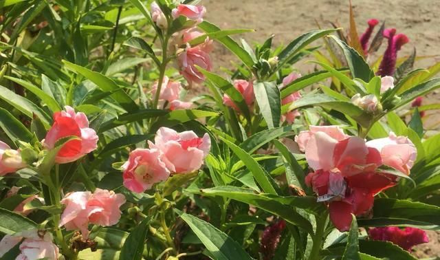  [种花草]墙根小花池可以种植的9种花草，你喜欢哪一种？
