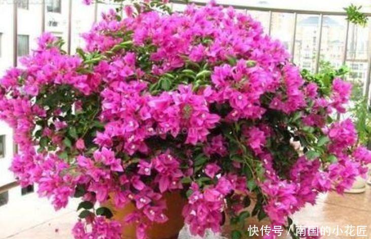 【家里】春天家里养此款花，花期长花量大，剪个枝插土里就活