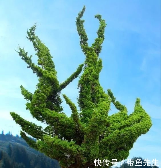 「这辈子」太壮观了,这辈子也难得见一次!一眼万年,美到窒息!