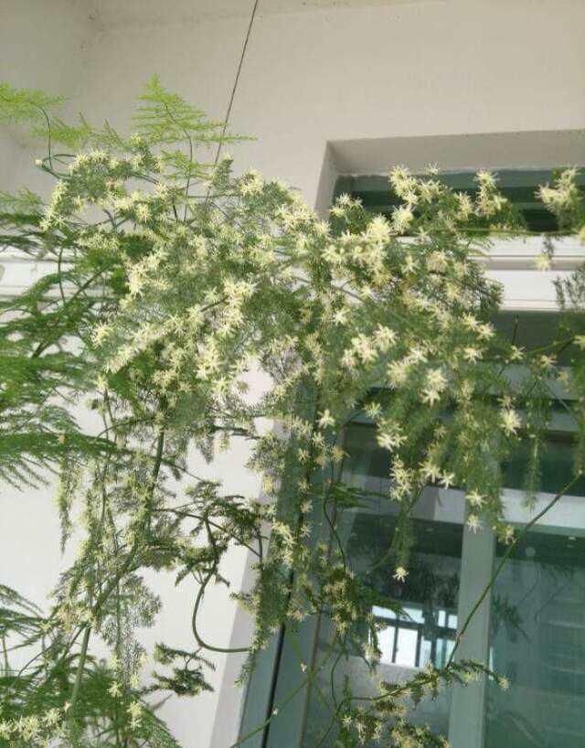 「旺盛」卧室里养文竹，记住1点，长势旺盛，新芽冒不停，长得郁郁葱葱