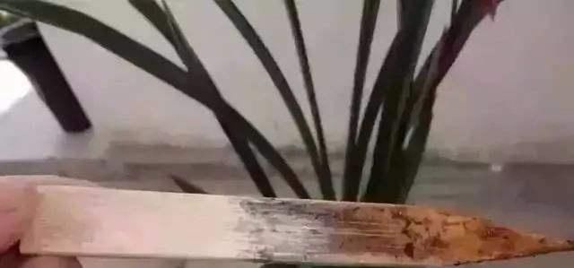  「用手触摸」这样查看盆土的干湿度，轻松把握浇水时间，盆栽不再烂根！