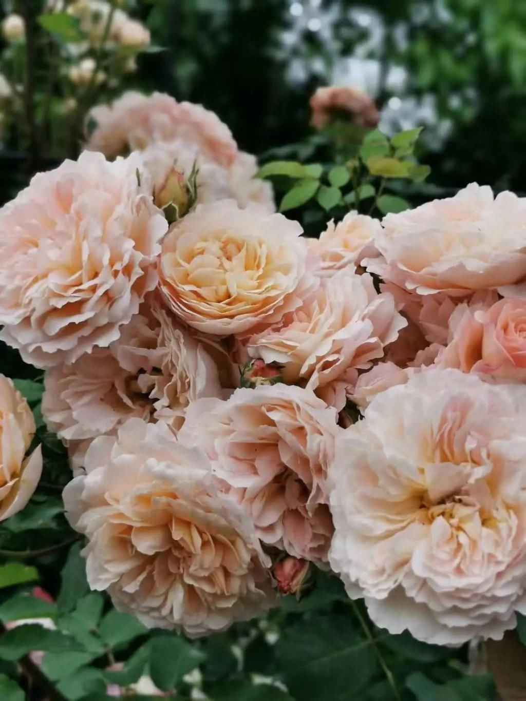  『辞职』从银行辞职做“花农”，她打造的花园超治愈