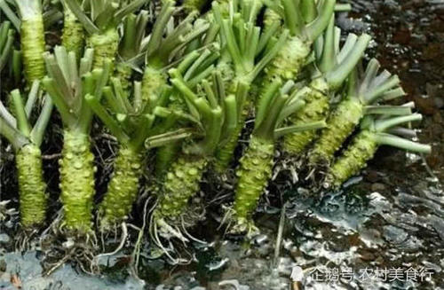 农村里“最娇贵”的蔬菜，保质期仅15分钟，日本一根卖200元
