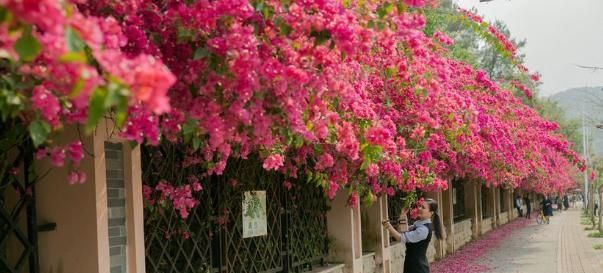  『喜欢的花卉』门口光秃秃的？栽种上这4种花卉，花期长好养护