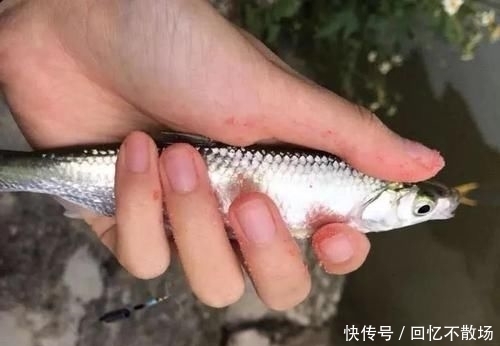水质:刮什么风最好钓鱼和最难钓鱼?17年的经验,得出了这个结论