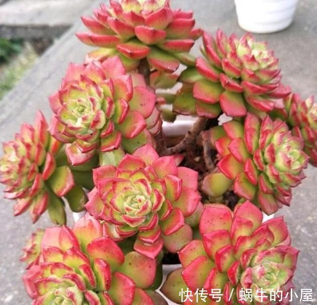 样子多肉|多肉难上色?用3个小窍门,这么做,肉肉出彩快、更美丽
