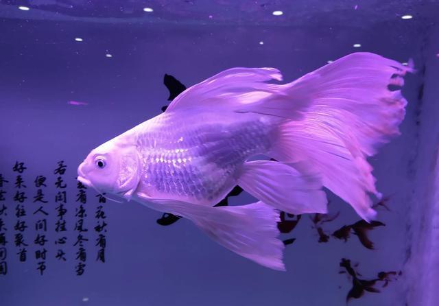 #鱼缸#给五条金鱼的鱼缸做了一个小上滤,用斗鱼盒做的,能有效果吗?