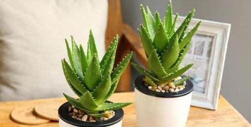 『家里』“4种植物”防辐射能力强,家里养一盆,对家人“视力好”,真值