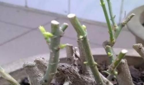  应对妙招@为什么你养的花活不长久？看看这些养花禁忌你犯了吗？