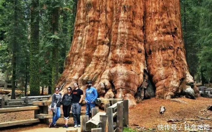 世界上最古老的葡萄树，已达''176岁''高龄，每年仍然可产7吨葡萄