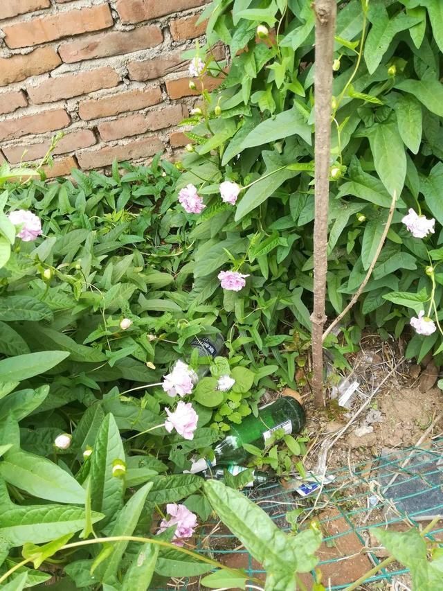  慎养■这花要慎养，每年砍掉3麻袋，照样蹭蹭长