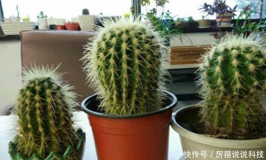  「懒人」“3种花” 最适合懒人养，越不管长得越旺，管的勤快黄叶又烂根！
