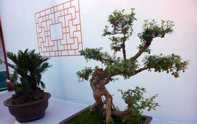  「解决」找准病因，一招解决，枸杞盆景得了白粉病，其实很好解决！