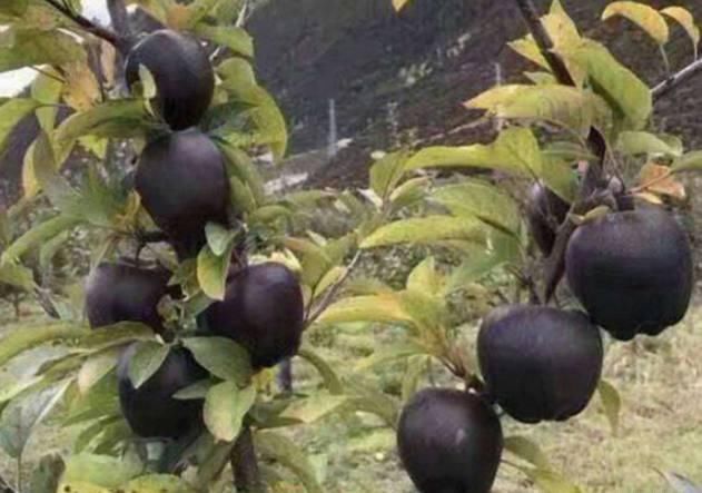 拜拜了稻谷，我国首发一种新型农作物，有土就活，每亩产四千斤